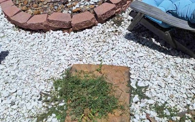 Photo of Cheryl H.'s yard after getting tree care in New Braunfels, TX