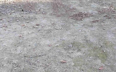 Photo of Rachel D.'s yard after getting landscaping in Carrboro, NC