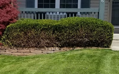 Photo of Kat P.'s yard after getting landscaping in Unionville Center, OH