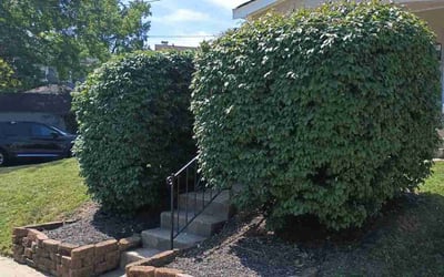 Photo of Pat M.'s yard after getting landscaping in Alexandria, KY