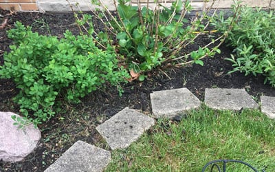 Photo of Sara G.'s yard after getting landscaping in Cicero, IL