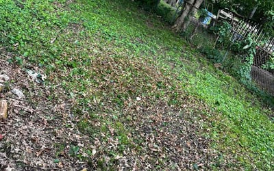 Photo of Michelle B.'s yard after getting landscaping in Louisburg, KS
