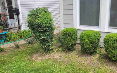 Photo of Angela L.'s yard after getting landscaping in Taylorsville, KY