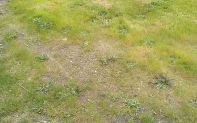 Photo of David T.'s yard after getting landscaping in Darrington, WA