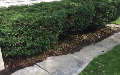 Photo of Patricia H.'s yard after getting landscaping in Nashotah, WI