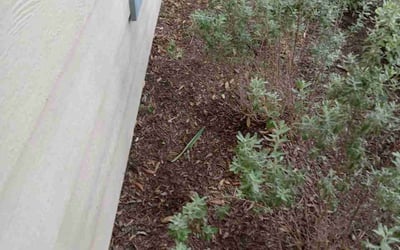 Photo of Alexis T.'s yard after getting landscaping in Hempstead, TX