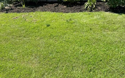 Photo of Julie D.'s yard after getting landscaping in La Place, LA