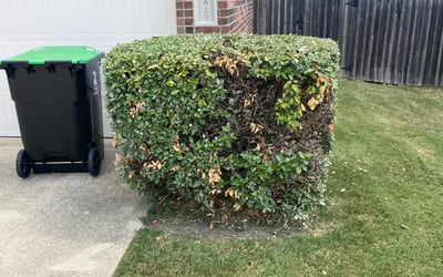 Photo of Rashad G.'s yard after getting landscaping in Greenwood, TX