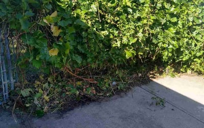 Photo of Nicole R.'s yard after getting landscaping in Shakopee, MN