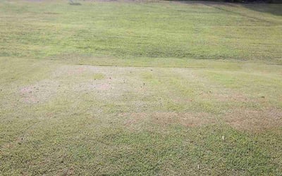 Photo of Steven S.'s yard after getting landscaping in Statham, GA