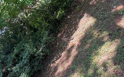 Photo of Chris W.'s yard after getting landscaping in Charlottesville, VA