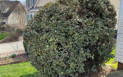 Photo of Jason D.'s yard after getting landscaping in Midland, NC