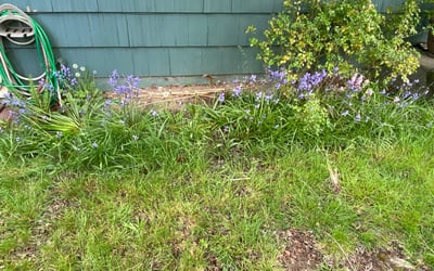 Photo of Shawn S.'s yard after getting landscaping in Fall City, WA