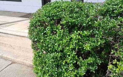 Photo of Charles W.'s yard after getting landscaping in Hagerstown, MD