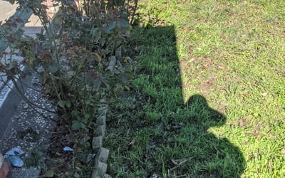 Photo of Renee D.'s yard after getting landscaping in Los Altos, CA