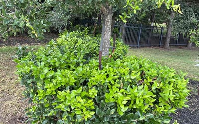 Photo of Rex G.'s yard after getting tree care in Clute, TX