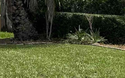 Photo of Andrew C.'s yard after getting tree care in Dover, FL