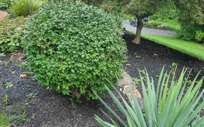 Photo of Mary N.'s yard after getting tree care in Warminster, PA