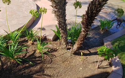 Photo of Nick L.'s yard after getting landscaping in Pauma Valley, CA