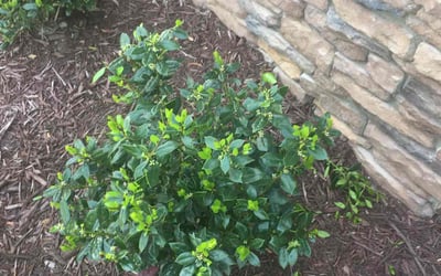 Photo of Michelle G.'s yard after getting lawn care in Benson, NC