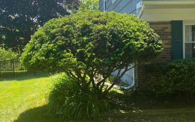 Photo of Brian M.'s yard after getting landscaping in Lake Orion, MI