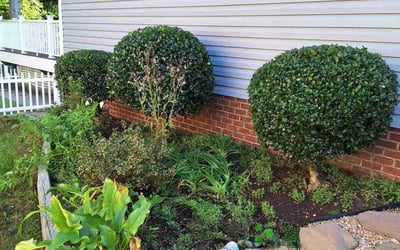 Photo of Anthony C.'s yard after getting landscaping in Disputanta, VA