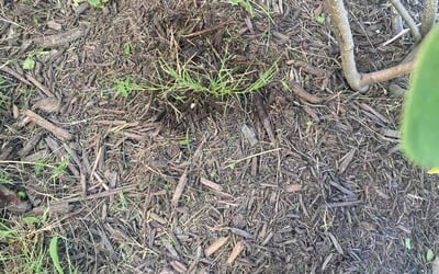 Photo of Tevran G.'s yard after getting tree care in Chesapeake, VA