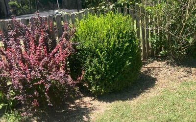 Photo of Joshua & Stacy L.'s yard after getting tree care in Claremore, OK