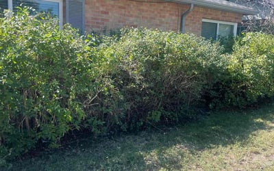 Photo of Rebecca J.'s yard after getting landscaping in Elizabeth, CO