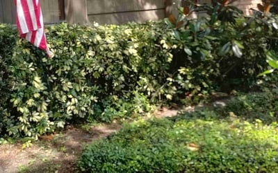 Photo of David H.'s yard after getting landscaping in Longwood, FL