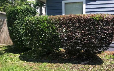 Photo of Tori J.'s yard after getting landscaping in Bryceville, FL