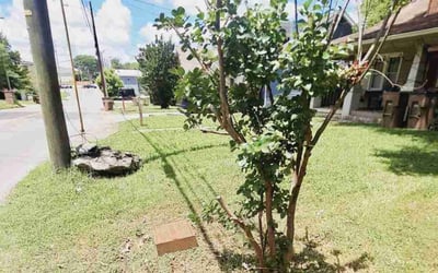Photo of Michael M.'s yard after getting landscaping in Joelton, TN