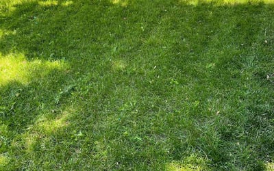 Photo of Eric G.'s yard after getting landscaping in Shawnee, CO