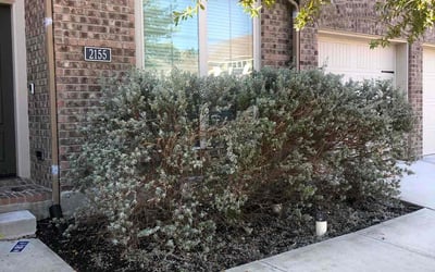 Photo of Miranda R.'s yard after getting landscaping in Lytle, TX