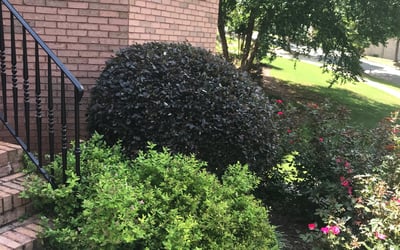 Photo of Jan E.'s yard after getting landscaping in Buckhead, GA