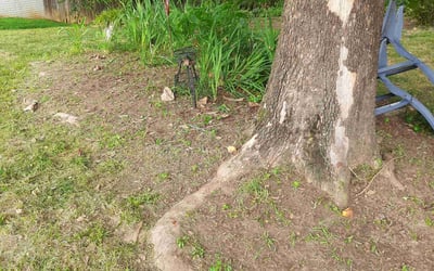 Photo of Ronald P.'s yard after getting tree care in Fairfax Station, VA