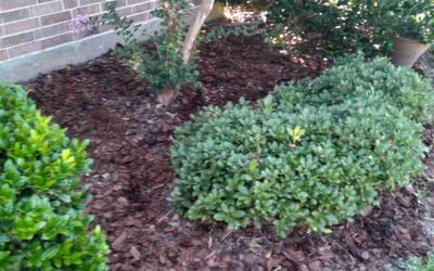 Photo of Stuart D.'s yard after getting tree care in New Caney, TX