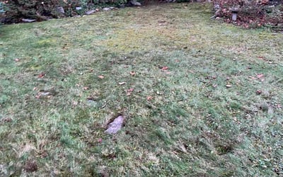 Photo of John F.'s yard after getting landscaping in Medfield, MA