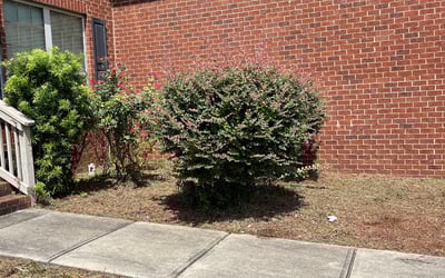 Photo of Susan M.'s yard after getting tree care in Pensacola, FL