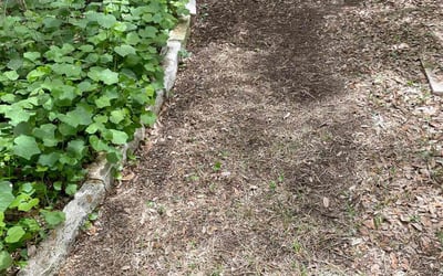 Photo of Jonathan D.'s yard after getting landscaping in Paige, TX
