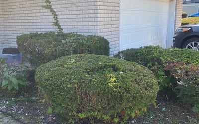 Photo of Tamara S.'s yard after getting landscaping in Waterford, MI