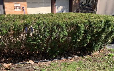Photo of William B.'s yard after getting landscaping in Port Huron, MI