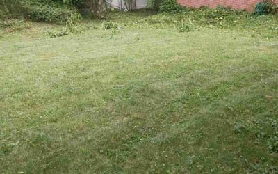 Photo of Emily H.'s yard after getting tree care in Laurel, MD