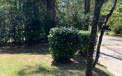 Photo of Michael H.'s yard after getting tree care in Quincy, FL