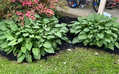 Photo of Jason L.'s yard after getting landscaping in Langhorne, PA