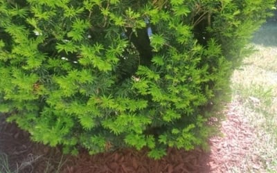 Photo of Trevor S.'s yard after getting landscaping in Broomes Island, MD