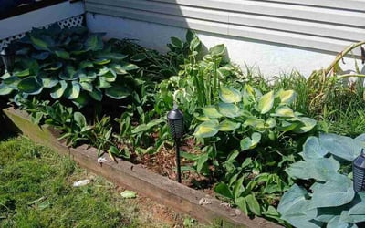 Photo of Annette B.'s yard after getting landscaping in Baltimore, MD