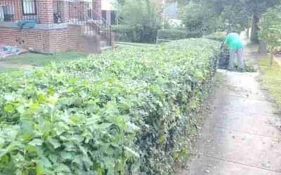 Photo of Jesse W.'s yard after getting tree care in Lusby, MD