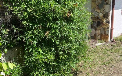 Photo of Michael D.'s yard after getting landscaping in Istachatta, FL