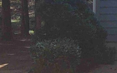 Photo of Andrew R.'s yard after getting landscaping in Goochland, VA